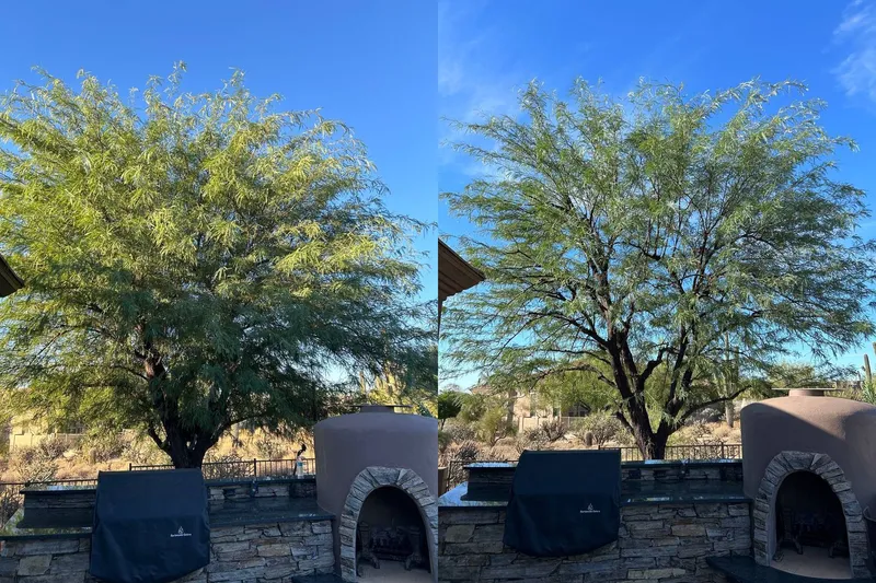 Before and after of a structural prune and lift
