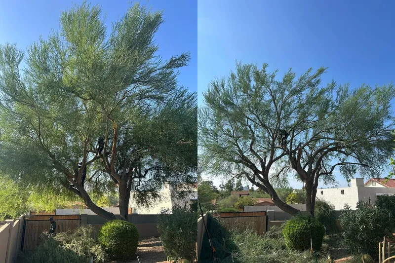 Before and after of a tree trimmed and balanced for shape