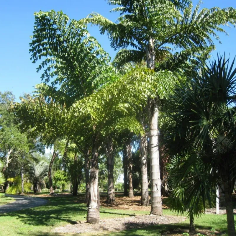Fishtail Palm (Caryota mitis) in Arizona
