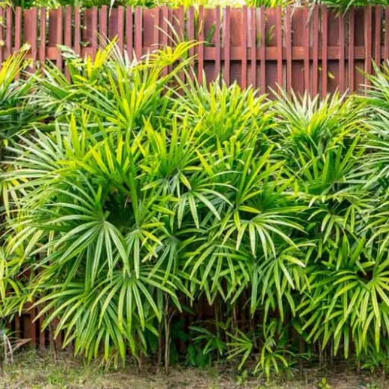 Rhapis Palm (Rhapis excelsa) in Arizona