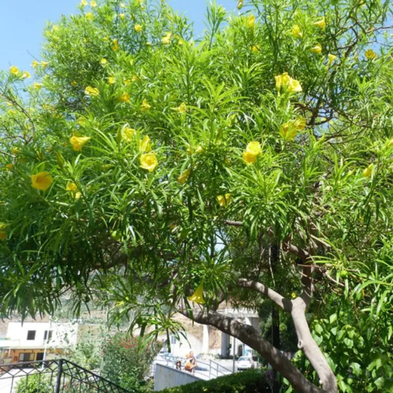 Thevetia (Thevetia peruviana) in Arizona